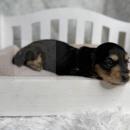 Holly - Black and cream female Dachshund puppy in Goodyear, Arizona from D&C Royal Dachshunds LLC