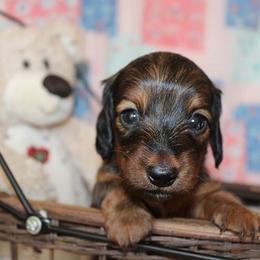 Girl 3 - Red female Dachshund puppy in Craig, Colorado from Rocky Mountain Shih Tzus and Dry Creek Miniature Dachshunds