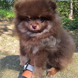 Choc tan male - Chocolate and tan male Pomeranian puppy in Carlinville, Illinois from BCW POMERANIANS