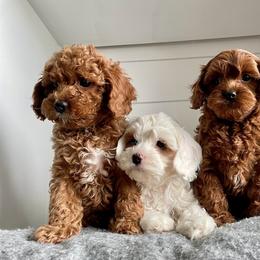 Bernedoodle, Cavalier King Charles Spaniel, and Cavapoo Puppies from Harper Haven Cavaliers & Doodles