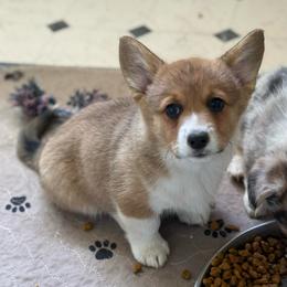 Gemma - Sable female Pembroke Welsh Corgi puppy in Anderson, California from Flying K Corgis