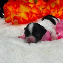 Girl 3 - female Chihuahua puppy in Lee Center, New York from Alfheim-Andromeda Chihuahua's (A &A's)