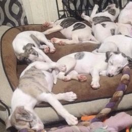 Havanese and Whippet Puppies from Alerek whippets and Havanese