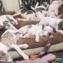 Havanese and Whippet Puppies from Alerek whippets and Havanese