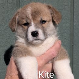 Kite - Sable male Pembroke Welsh Corgi puppy in Clayton, Washington from Smiling J Ranch Corgis