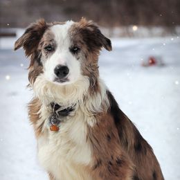 Ember - Border Collie