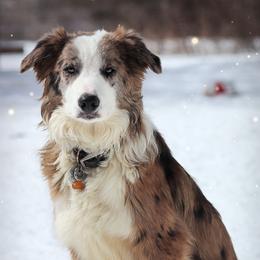 Ember - Border Collie