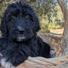 Moss - Black and white male Bernedoodle puppy in Mariposa, California from Ginger & Spice Farm Puppies