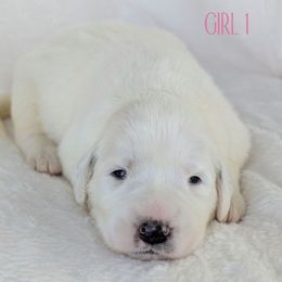 Girl 1 - White female Great Pyrenees puppy in Yakima, Washington from Naches Heights Ranch