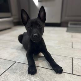 Light Blue - Black male Belgian Malinois puppy in Muskegon, Michigan from Red Acres Working Line K9s