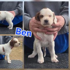 Ben - Red and white male Irish Red and White Setter puppy in Glenwood City, Wisconsin from NyaStar