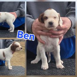 Ben - Red and white male Irish Red and White Setter puppy in Glenwood City, Wisconsin from NyaStar