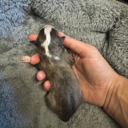 Rumi - Sable and white female Shetland Sheepdog puppy in Mi   Clarkston, Michigan from Heslip Family Puppies