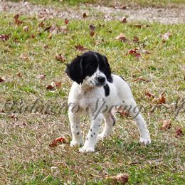 Tan - Black and white female English Springer Spaniel puppy in Loris, South Carolina from Palmetto Springer Spaniels
