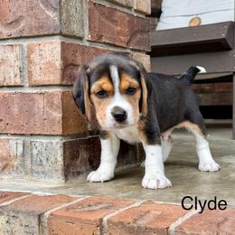 Clyde - Black tan and white male Beagle puppy in Mansfield, Missouri from Rippee Creek Kennel