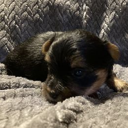 Assorted Doodle Crosses, Double Doodle, Maltipoo, Morkie, and Yorkipoo Puppies from Danza Bolo