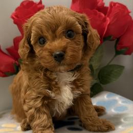 Boy 2 - Red male Cavapoo puppy in Cottondale, Florida from Pat’s precious puppies