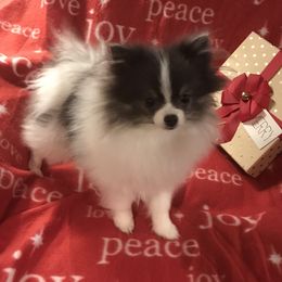 Pomeranians from Black Hills Pomeranians