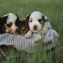 Miniature Australian Shepherds from ME Kennels