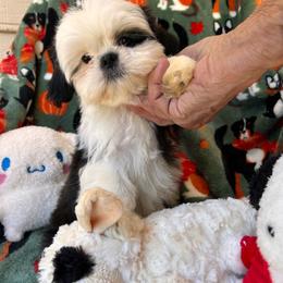 Pumpkin - Black and white male Shih Tzu puppy in Huntsville, Alabama from Sunnybrook Shih Tzu