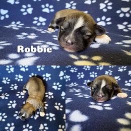 Robbie - Cream male Lhasa Apso puppy in Cincinnati, Ohio from Shangri-La Lhasa Apsos