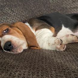 Basset Hounds from Shauna Jones Family Basset Hounds