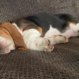 Basset Hounds from Shauna Jones Family Basset Hounds