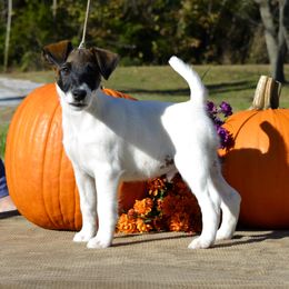 Smooth Fox Terrier and Whippet Puppies from Mardel Robeson