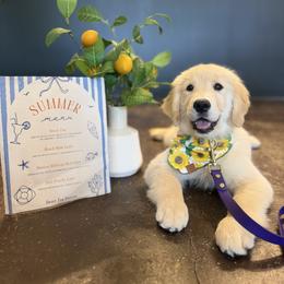Golden Retriever Puppies from Glimmer Goldens