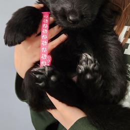 Bailey - Black female German Shepherd puppy in White Cloud, Michigan from Von WestLynn German Shepherds