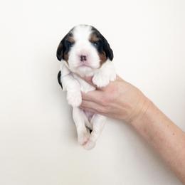 Cavalier King Charles Spaniel Puppies from Cumberland Cavaliers
