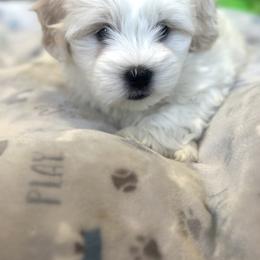 Boy 2 - White male Coton de Tulear puppy in Vancouver, Washington from Uptown Cotons