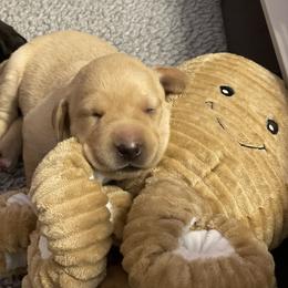 Labrador Retriever Puppies from Crout Kennels