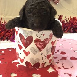 Poodle Puppies from Wild Orchid Poodles