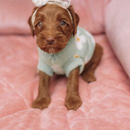 Megumi - Red  female Goldendoodle puppy in Lakeland, Florida from Nozomi Farms