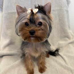Joshua - Blue and gold male Yorkshire Terrier puppy in Portland, Oregon from Bohemian Beauty Yorkshire Terrier