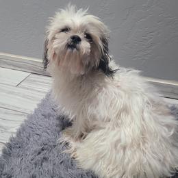 Ewok - Shih Tzu
