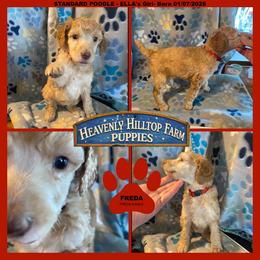Ella's Red Collar Girl - Apricot female Poodle puppy in Charlo, Montana from Heavenly Hilltop Farm