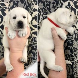 Boy 1 - Labrador Retriever puppy in Texas from Lady D Labradors