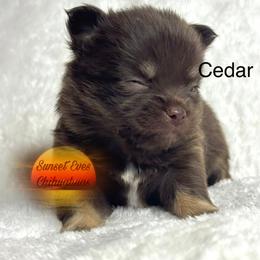 Chihuahua Puppies from Sunset Eves Chihuahuas