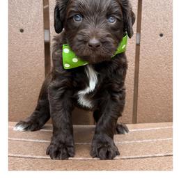 Mister Green - Chocolate male Australian Labradoodle puppy in Wake Forest, North Carolina from Lucky Country Labradoodles
