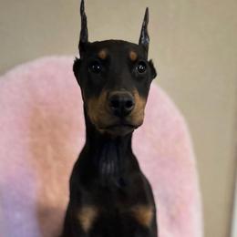 Girl 2 Black-Rust - Black and rust female Doberman Pinscher puppy in Mc Cook, Nebraska from Morningstar Kennel