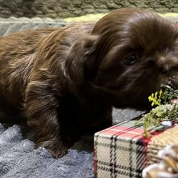 Shih Tzu Puppies from Hilltop Shih Tzus