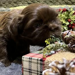 Shih Tzu Puppies from Hilltop Shih Tzus