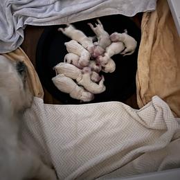 4th pick - Light golden female Golden Retriever puppy in Monroe, Tennessee from Dale Hollow Goldens