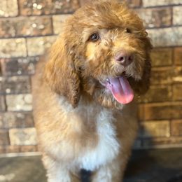 George - Brown and white male Saint Berdoodle puppy in Beach, North Dakota from Badland St. Berdoodles LLC