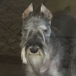 Miniature Schnauzers and Yorkshire Terriers from Candyland Yorkies and Miniature schnauzers