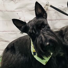 Maggie - Scottish Terrier