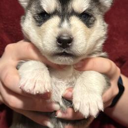 Aspen - Black and white female Siberian Husky puppy in Avoca, Michigan from Repurposed Paradise Farm