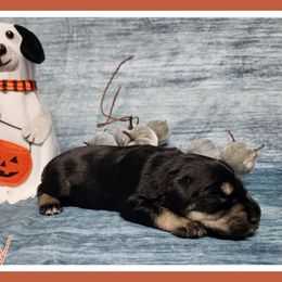 Libby - Black and silver female Miniature Schnauzer puppy in Lebanon, Missouri from Cedar Glades Canines